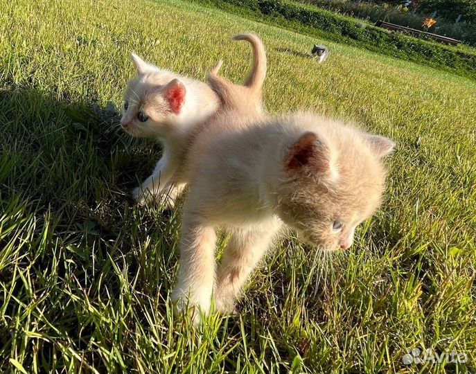 Милые котята