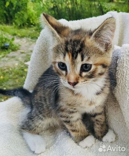 Анфиска и Лариска в добрые руки