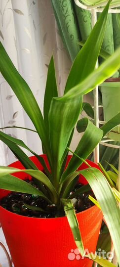 Домашние цветы. Юкка, сансевьера, алое