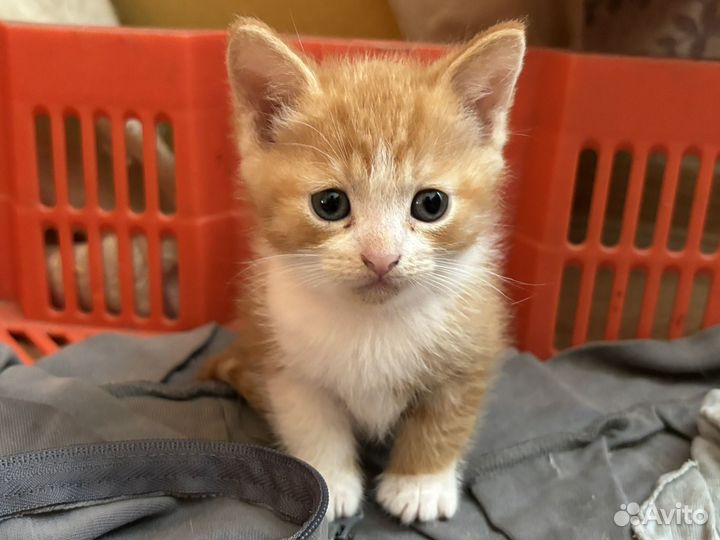 Котята в добрые руки бесплатно
