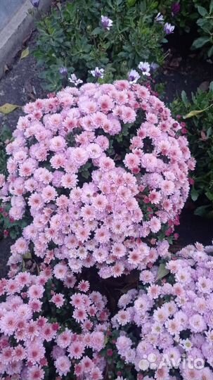 Укорененные отростки