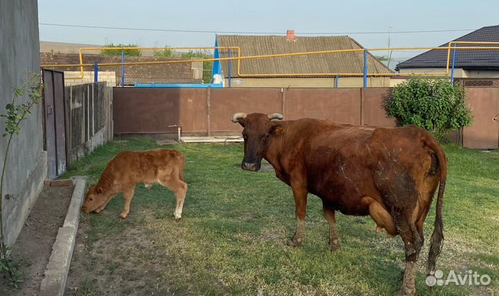 Корова и теленок