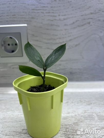 Замиокулькас