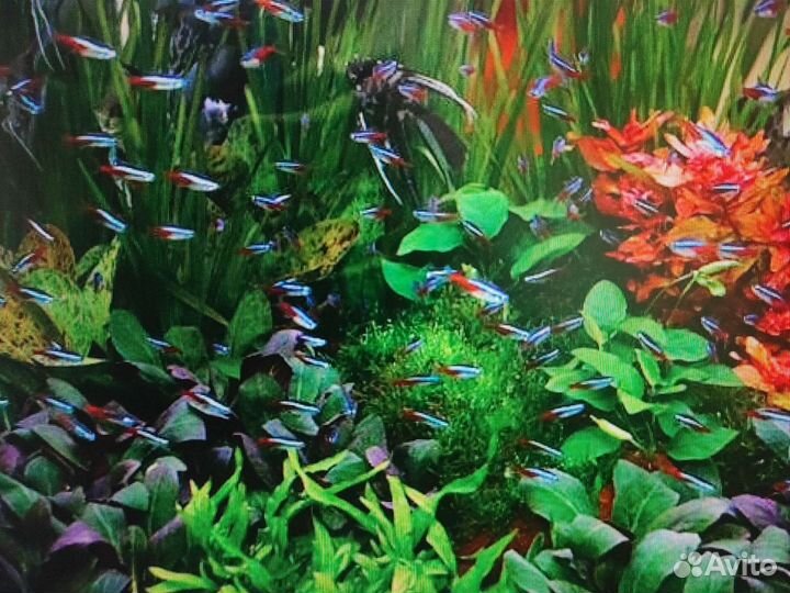 Аквариумные рыбки неоны голубые красные черные
