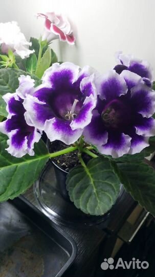 Продам Глоксинии разные сорта