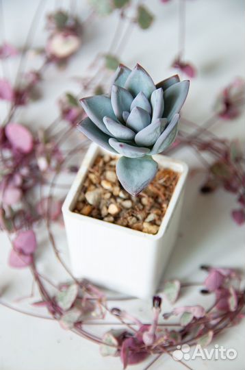 Суккуленты-5 эхеверии, граптоверии, граптоседум