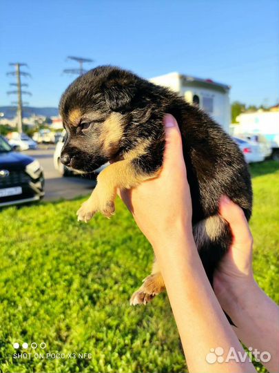 Щенки в добрый руки