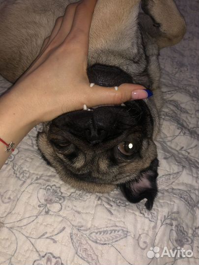 Мопс мальчик вязка