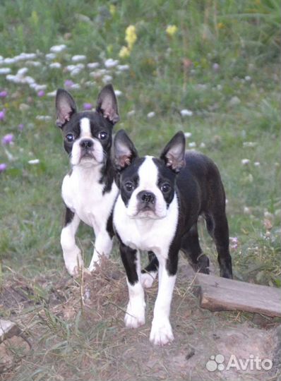 Бостон терьер