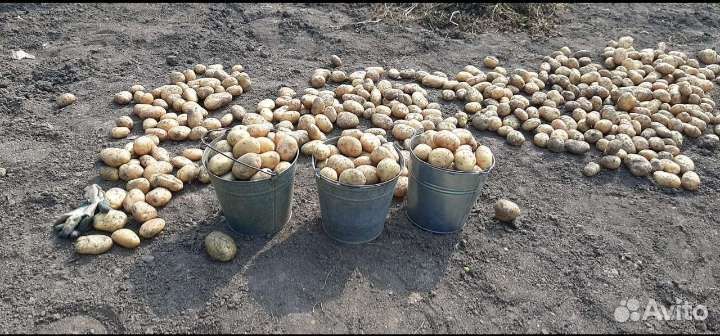 Семенной картофель