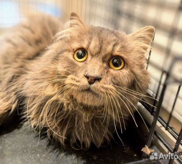 Котик в добрые руки