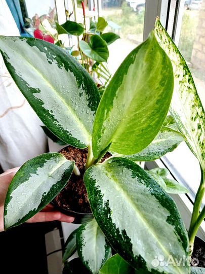 Комнатные растения цветы