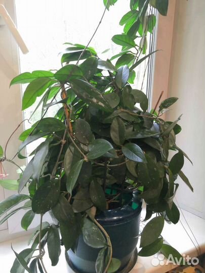 Хойя карноза