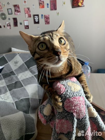 Бенгальский кот