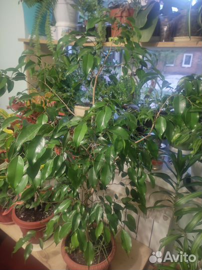 Фикус бенджамина большой