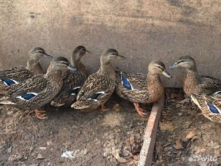 Подсодная утка