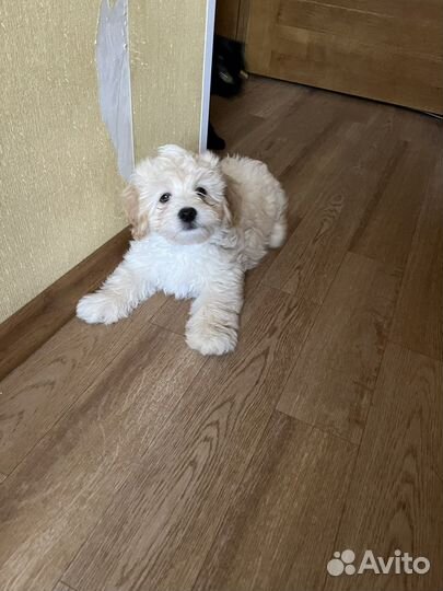 Щенки мальтипу f1