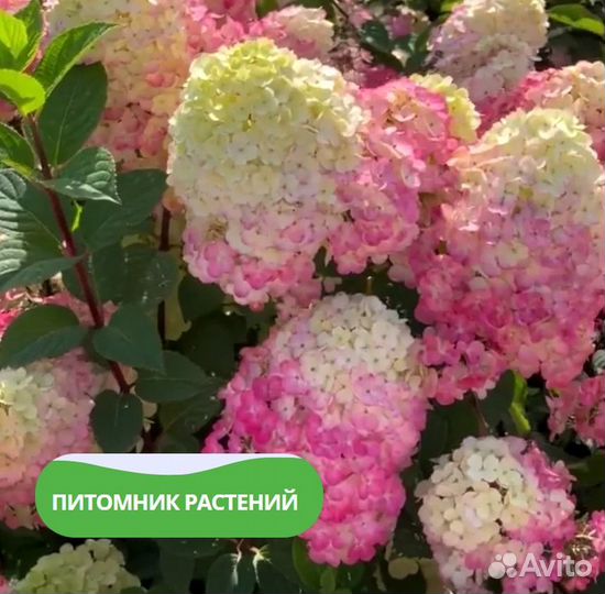 Гортензия метельчатая 