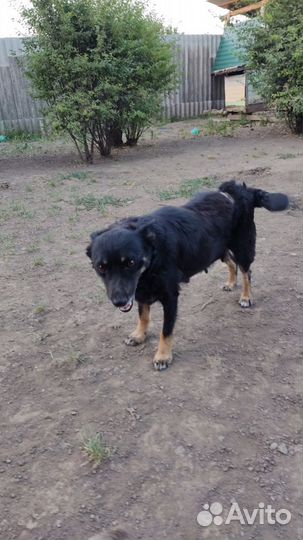 Собака в добрые руки