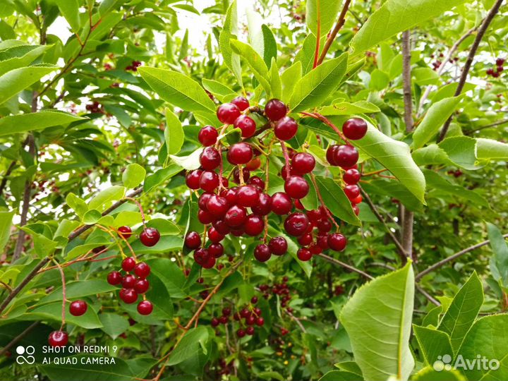 Красная черемуха