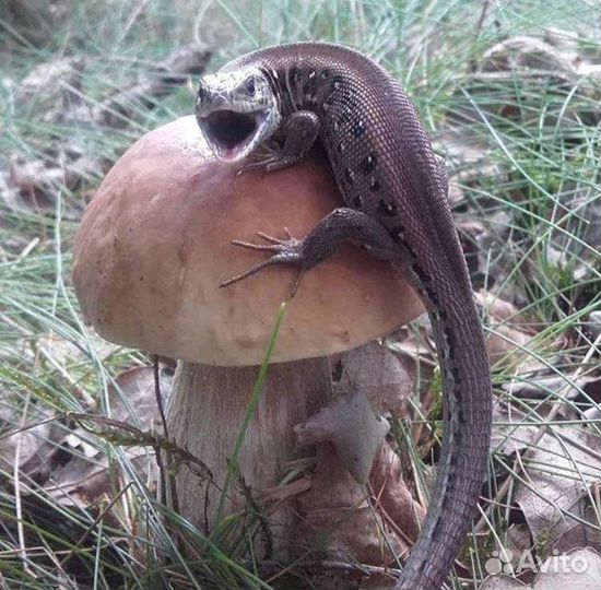 Вылов змей,рептилий,ящериц,лягушек,Химикат от змей