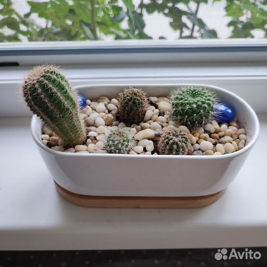 Кактусы и суккуленты
