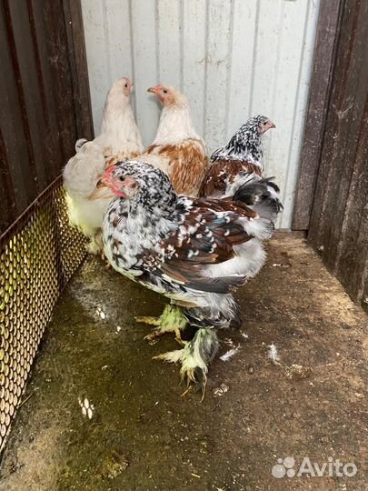 Подрощенные цыплята брамы и куры несушки