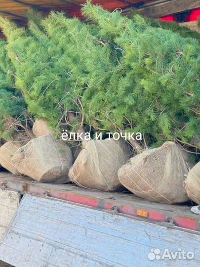 До 200см ель сосна туя кедр пихта