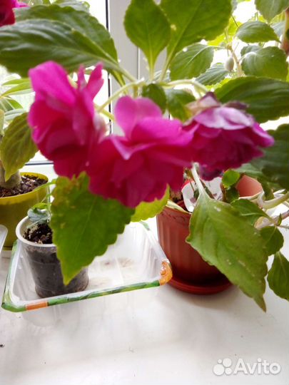 Бальзамин махровый