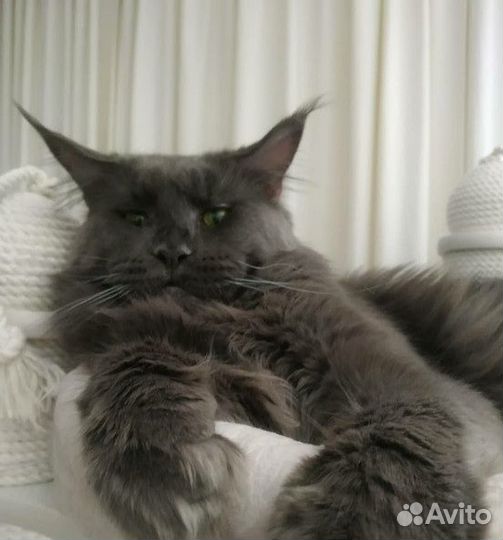 Животные, аренда,доставка