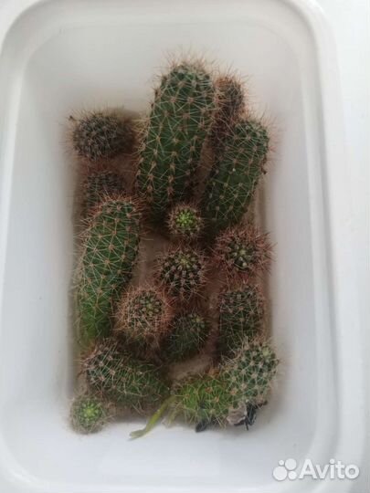 Кактус и мята (отростки)