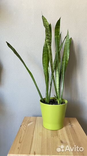 Сансевиерия