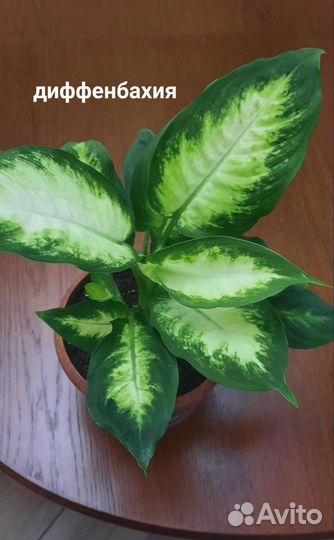 Цветы для дома замиокулькас фикус диффенбахия