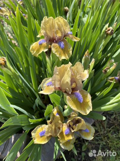 Ирисы карликовые