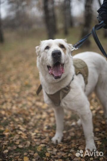 Алабай Афина (девочка) ищет дом