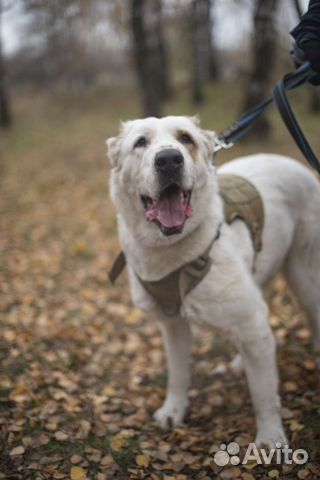 Алабай Афина (девочка) ищет дом