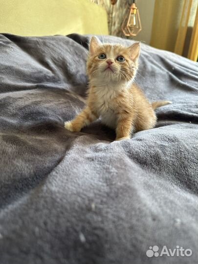 Котик 1 месяц