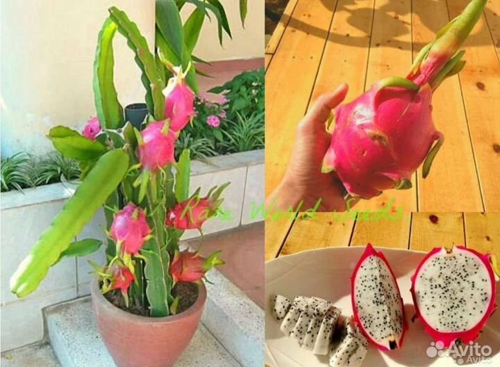 Питахайя (Драконий фрукт)