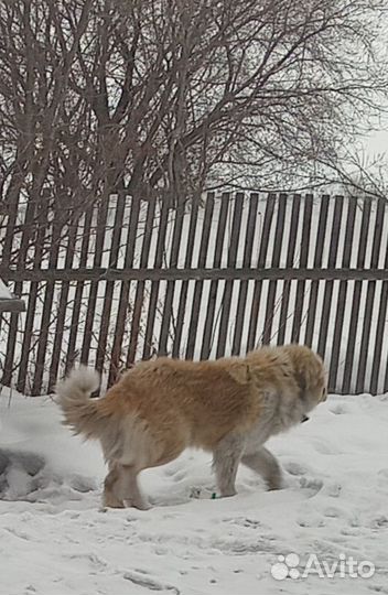 Московская сторажевая овчарка