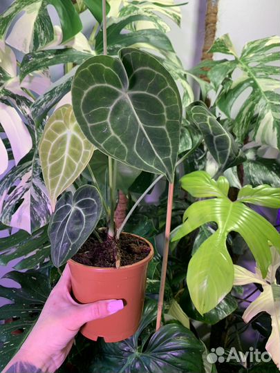 Антуриум кларинервиум