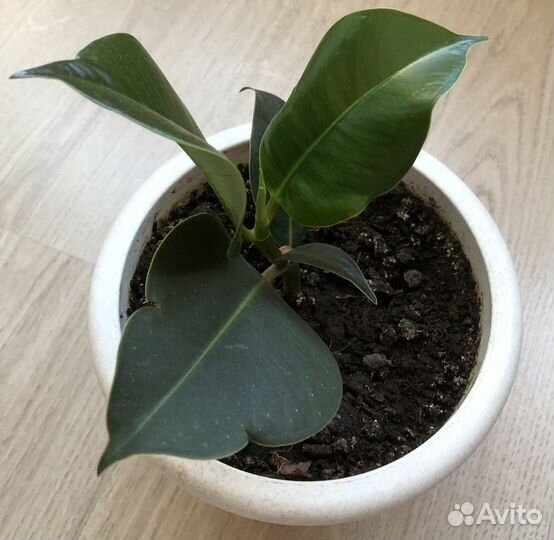 Фикус каучуконосный (укорененный отросток)