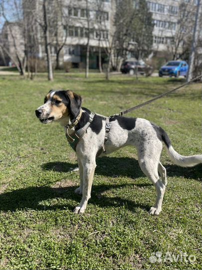 Марточка гончая