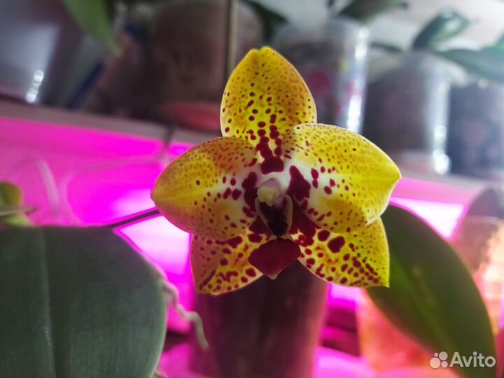 Орхидея фаленопсис