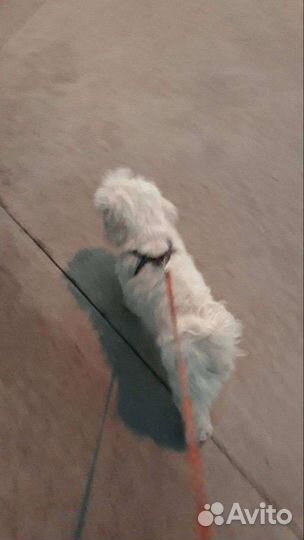 Выгул собак