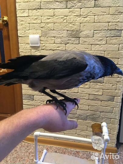 Приют для птиц