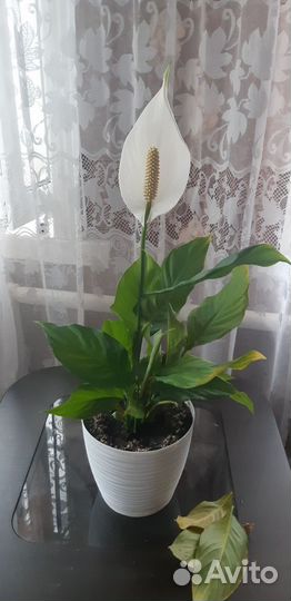 Комнатные цветы