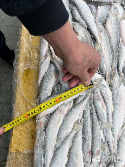 Рыба Корюшка 17см+ опт/розница