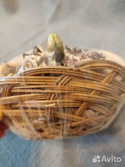 Ракушки набор