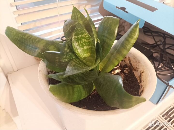 Сансевиерия коротколистная