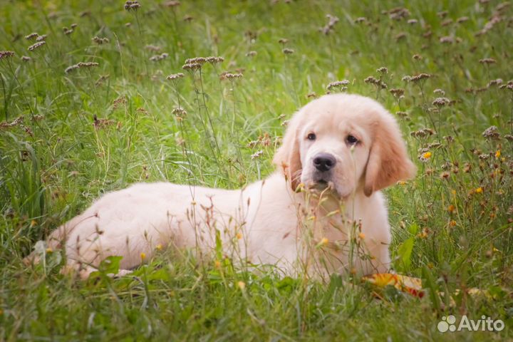 Щенки голден ретривера